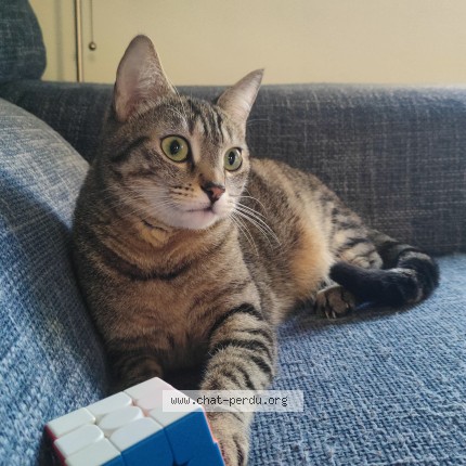Photo 1/1 Chat retrouvé Perdu à Livry Gargan
