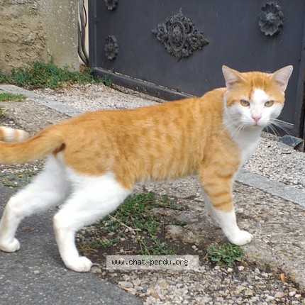 Photo de chat trouvé à Montargis