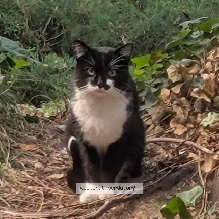 Photo de chat trouvé à Villeurbanne