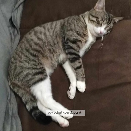 Photo de chat perdu à Plouigneau