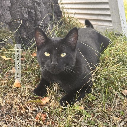 Photo 1/1 Tom Chat perdu à Neuilly Sur Marne
