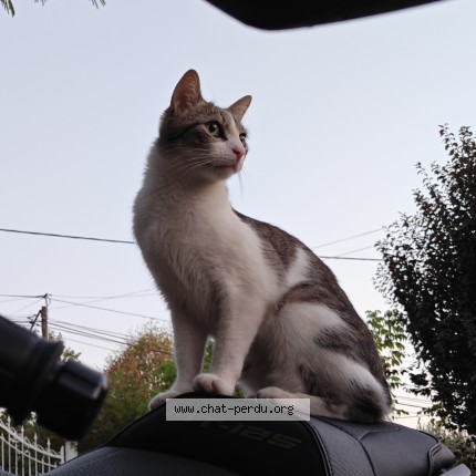 Photo de chat perdu à Launac