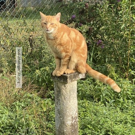 Photo de chat perdu à Toucy