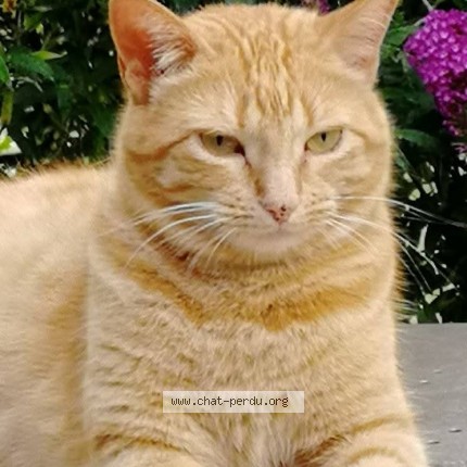 Photo de chat perdu à Vezeronce Curtin