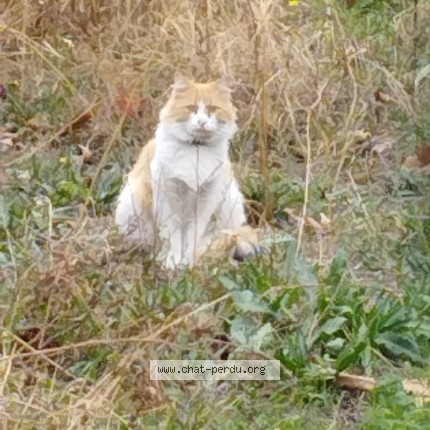 Photo de chat trouvé à Asnieres Sur Seine