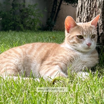 Photo 1/1 Caramel Chat perdu à Bourg Les Valence