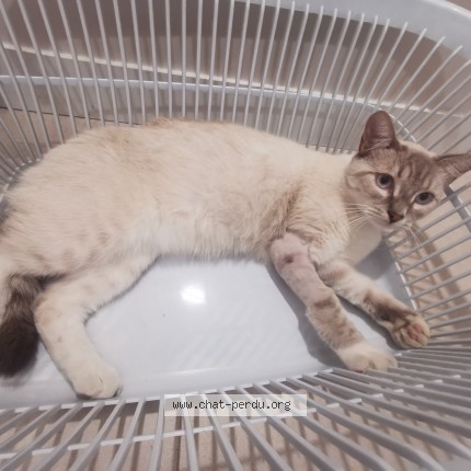 Photo de chat perdu à Lourdes