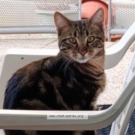 Photo 2/3 Billy Chat perdu à Aix Les Bains