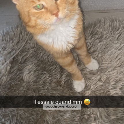 Photo 1/1 hermes Chat perdu à Le Mesnil En Thelle