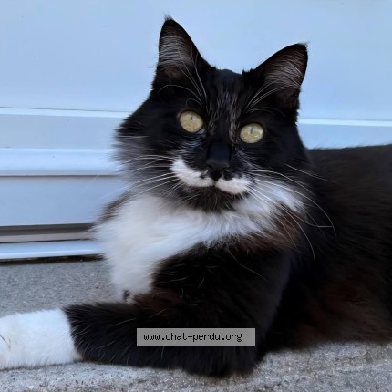 Photo de chat perdu à Gueret