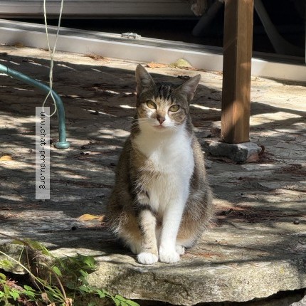 Photo 1/1 Mei Chat perdu à Mons