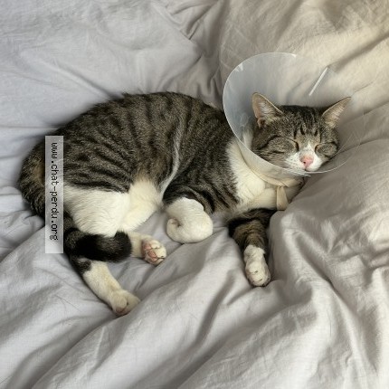 Photo 1/1 Chat trouvé Trouvé à Angers