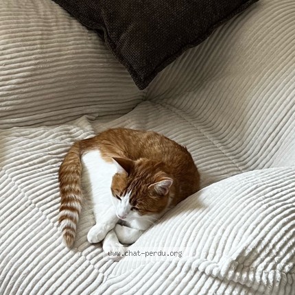 Photo 2/2 Voltaire Chat perdu à Blain