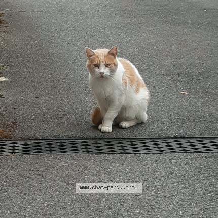 Photo de chat trouvé à Alfortville