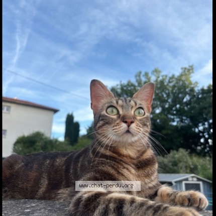 Photo 1/1 NALA Chat perdu à Muret