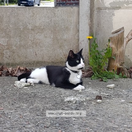 Photo 1/1 Charon Chat perdu à Mericourt
