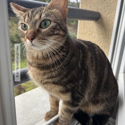 Photo de chat perdu à Muret