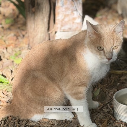Photo de chat perdu à Marseille