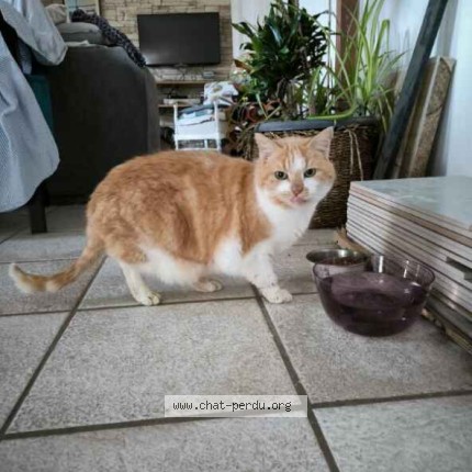 Photo de chat perdu à Corsept