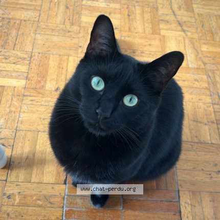 Photo de chat perdu à Gagny