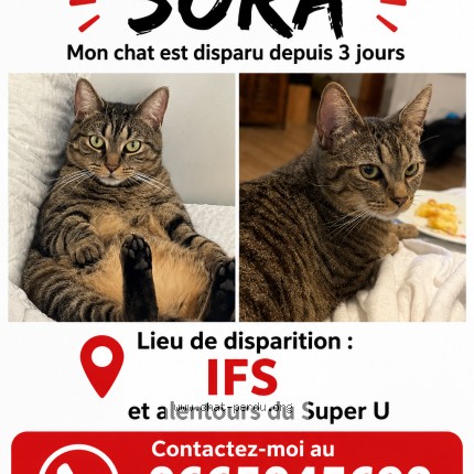 Photo de chat perdu à Ifs