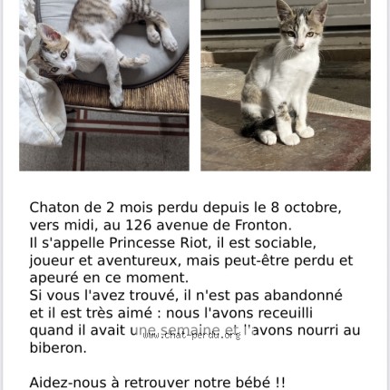 Photo 1/1 Princesse Riot Chat perdu à Toulouse