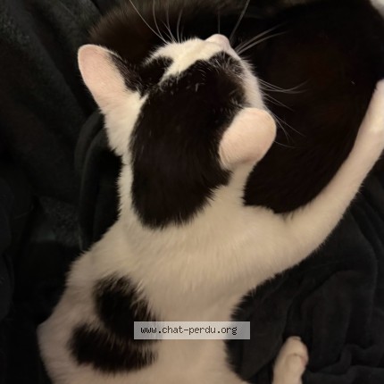 Photo de chat perdu à Lille