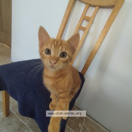 Photo de chat perdu à Saint Clar