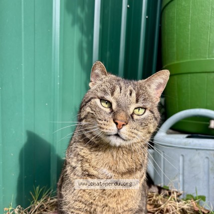 Photo 1/1 Comete Chat perdu à Saint Germain Sur Morin