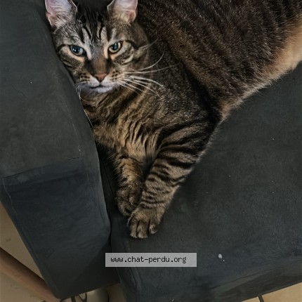 Photo de chat retrouvé à Trigueres