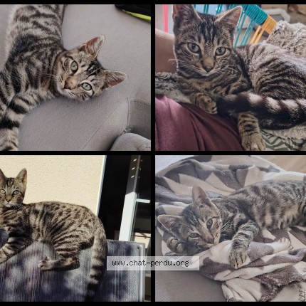 Photo de chat perdu à L Huisserie