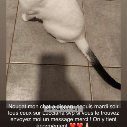 Photo 1/1 nougat Chat perdu à Lucciana