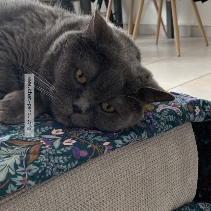 Photo 1/1 chichi Chat perdu à Cannes