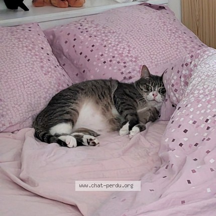 Photo 1/1 archis Chat perdu à Fins