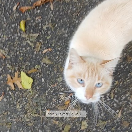 Photo 1/1 Chat trouvé Trouvé à Cherbourg En Cotentin