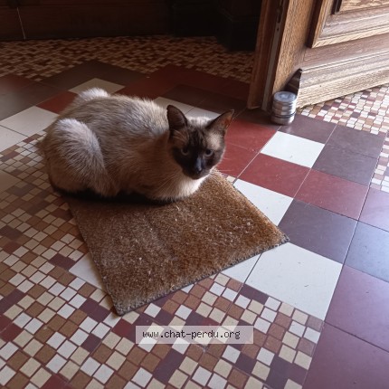 Photo de chat perdu à Challes La Montagne Poncin