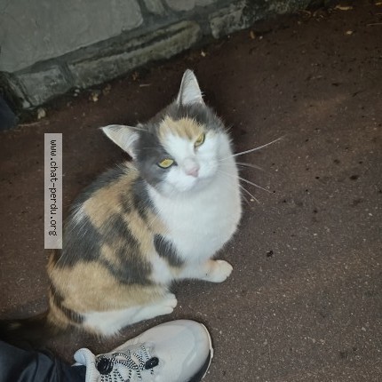 Photo de chat trouvé à Saint Cyr L Ecole