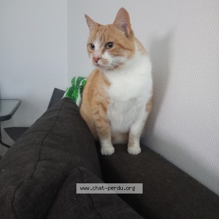 Photo de chat perdu à Pencran