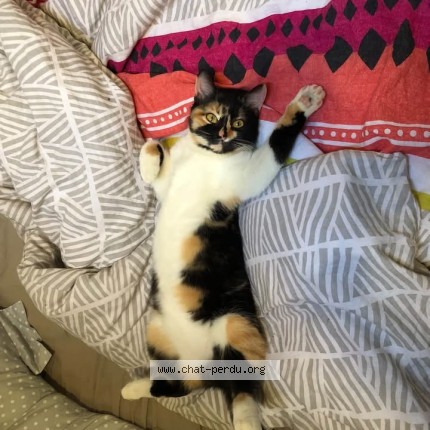 Photo de chat perdu à Guise