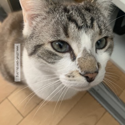 Photo de chat perdu à Maisons Alfort
