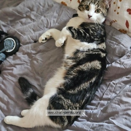 Photo de chat perdu à Alencon