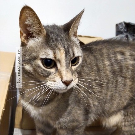 Photo de chat perdu à Lille
