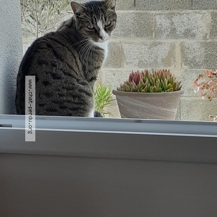 Photo de chat perdu à Saint Martin De Saint Maixent