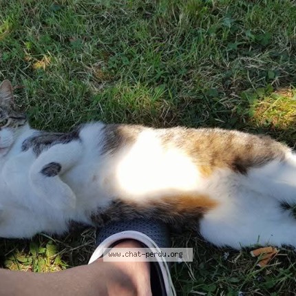 Photo de chat perdu à Sagy