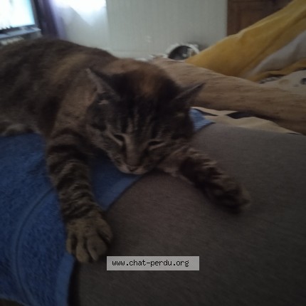 Photo 1/1 mimine Chat perdu à Muides Sur Loire