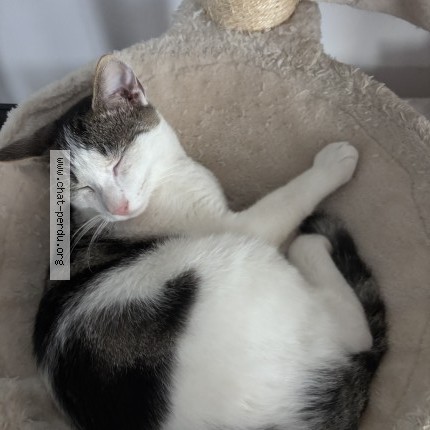 Photo 1/1 ptit maou Chat perdu à Albertville