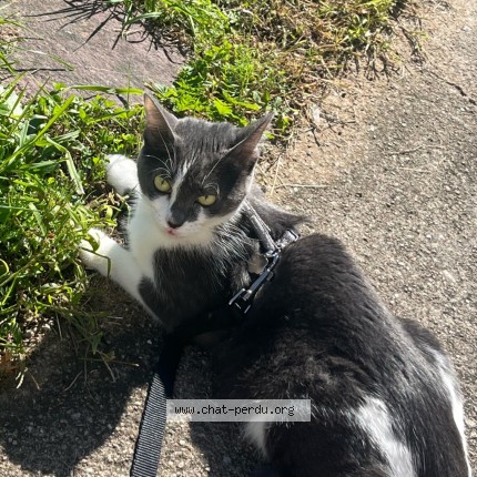 Photo de chat perdu à Villier Sur Loire
