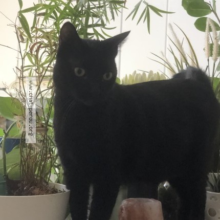 Photo de chat perdu à Charvieu Chavagneux
