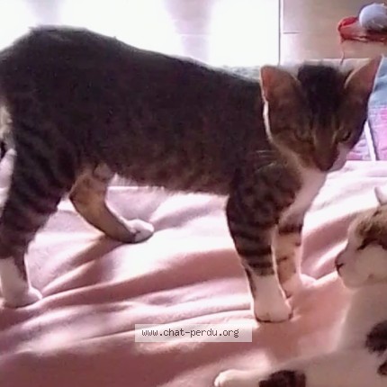 Photo de chat perdu à La Ferte Chevresis
