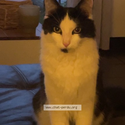Photo de chat perdu à Coudekerque Branche